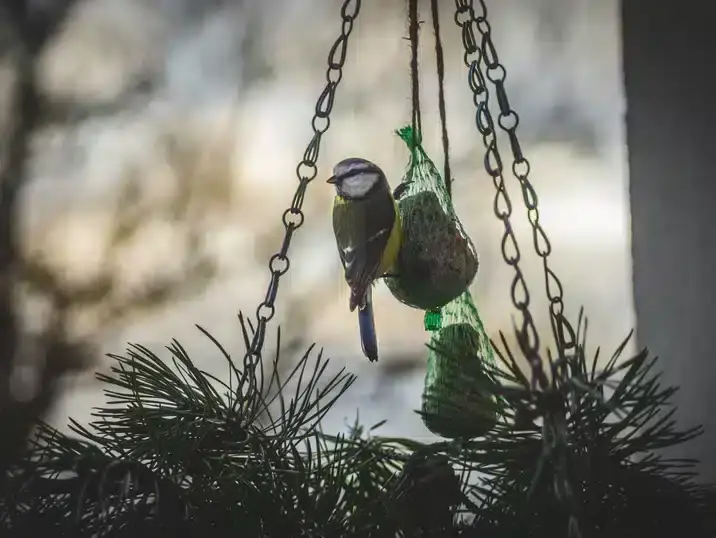 Een vogeltje op een zaadbol in de tuin