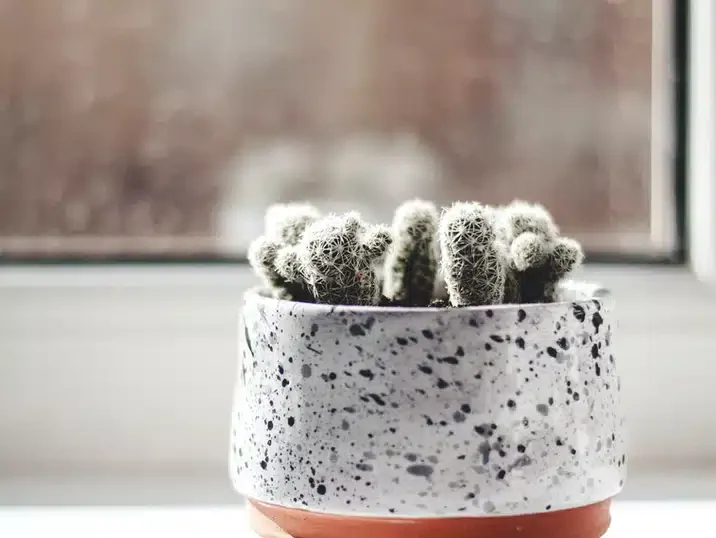 Een bloempot van keramiek, geglazuurd met glazuurspetters met daarin een cactus